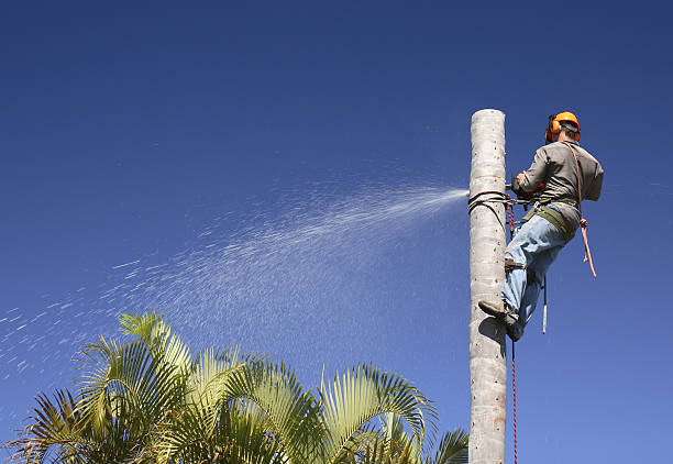 Best Emergency Tree Removal  in Plymouth Meeting, PA